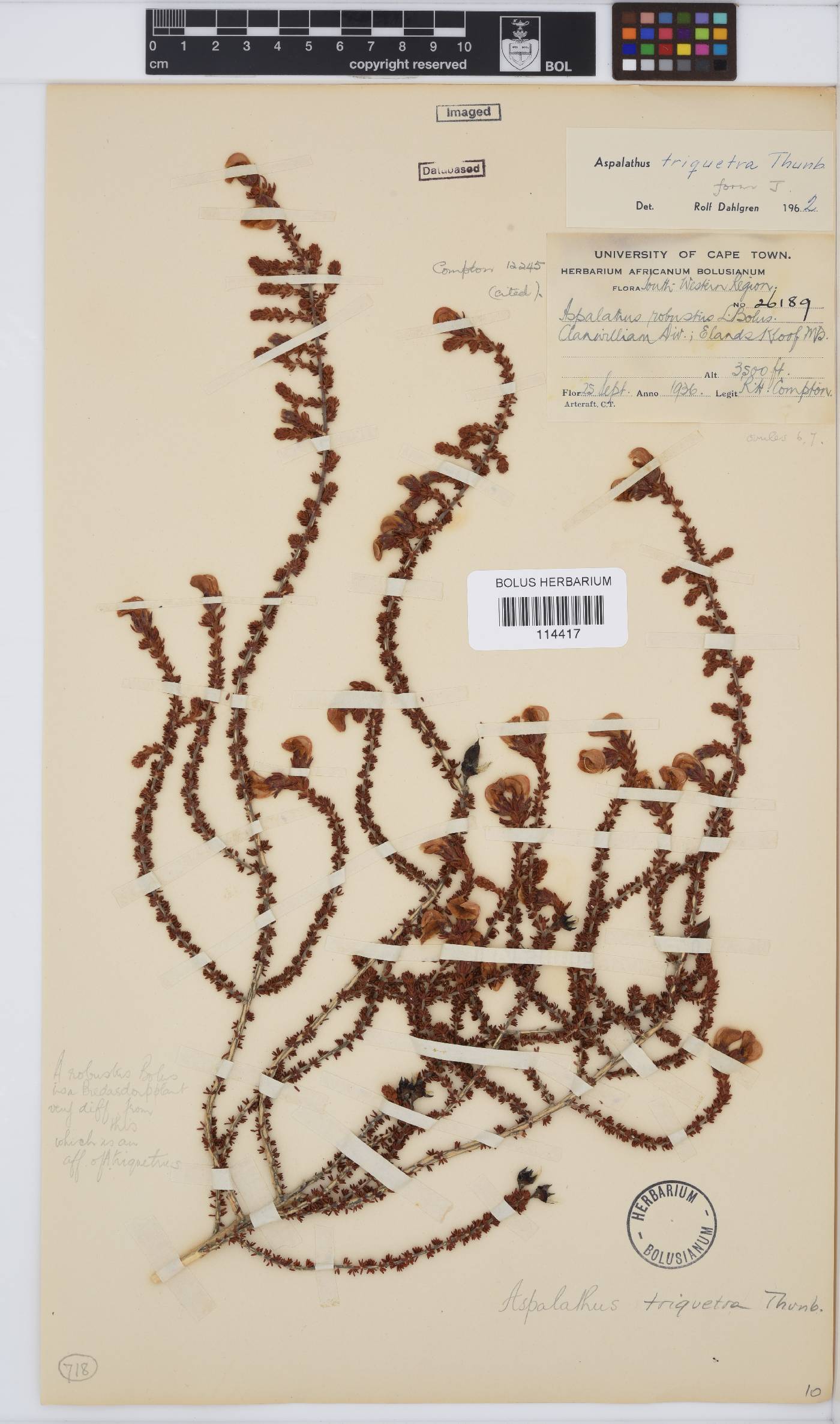 Aspalathus triquetra image