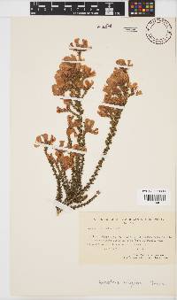 Aspalathus triquetra image