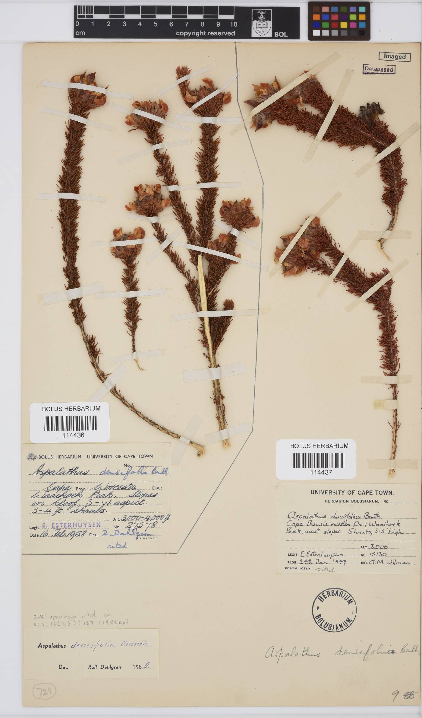 Aspalathus densifolia image