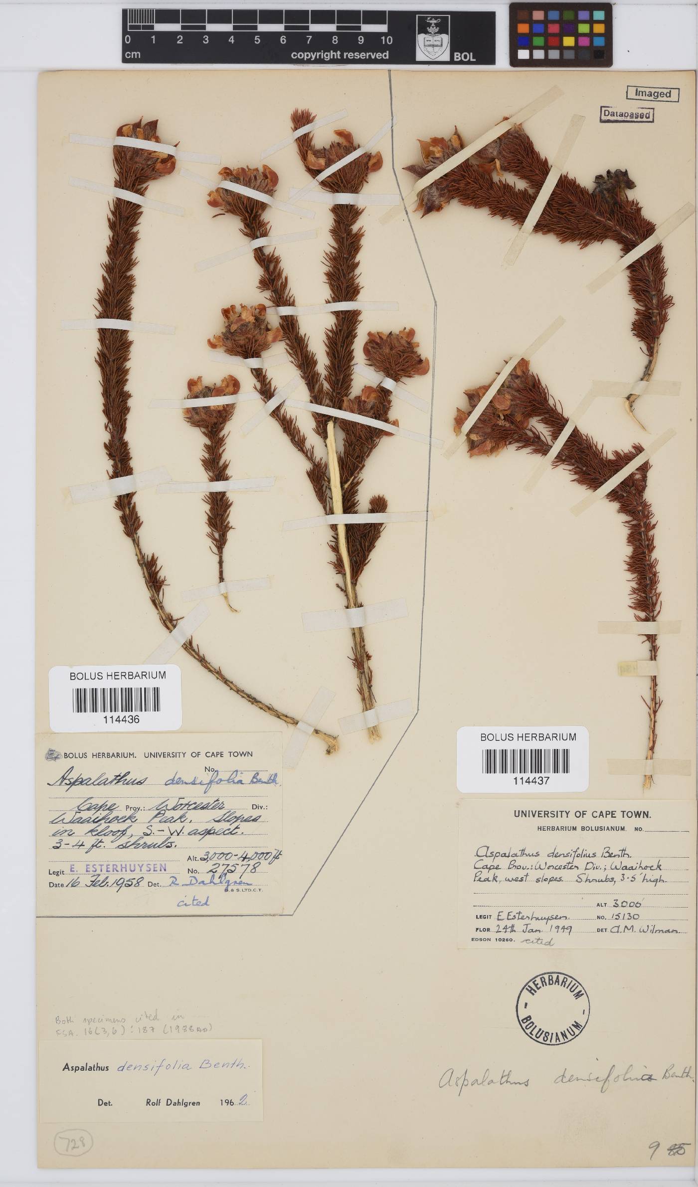Aspalathus densifolia image