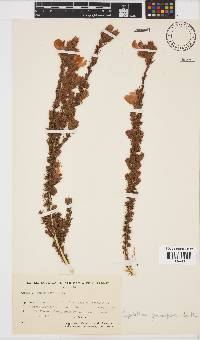 Aspalathus grandiflora image