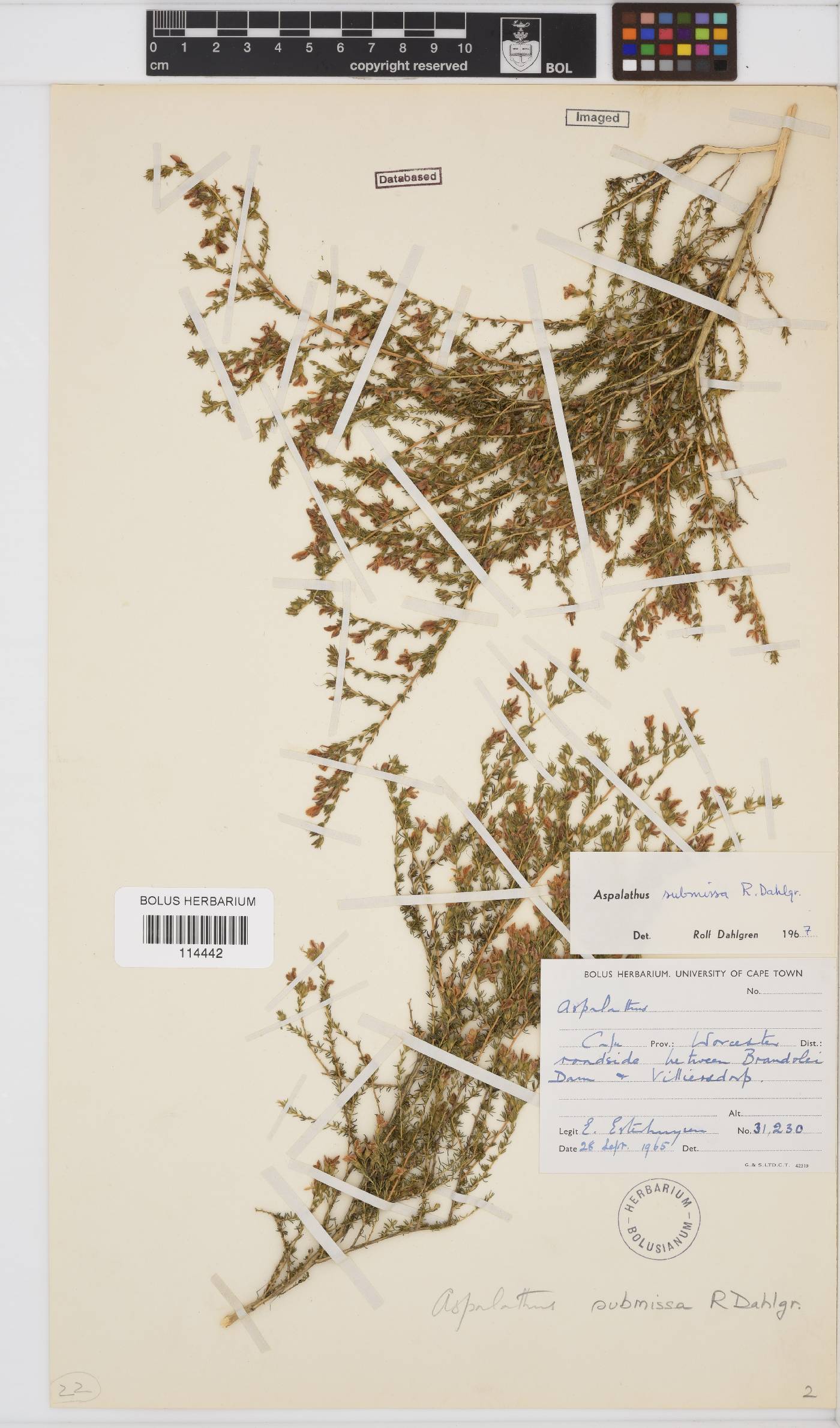 Aspalathus submissa image