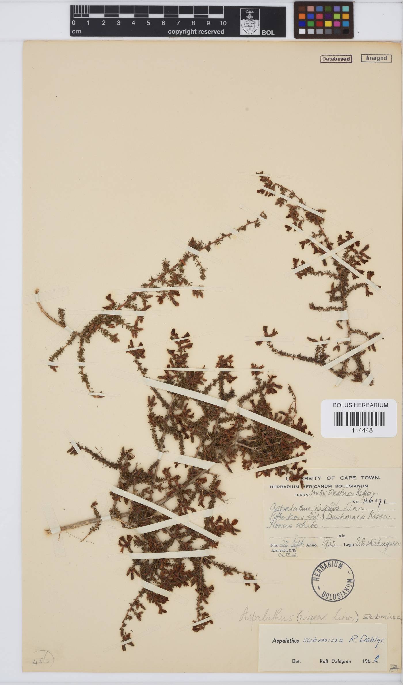 Aspalathus submissa image