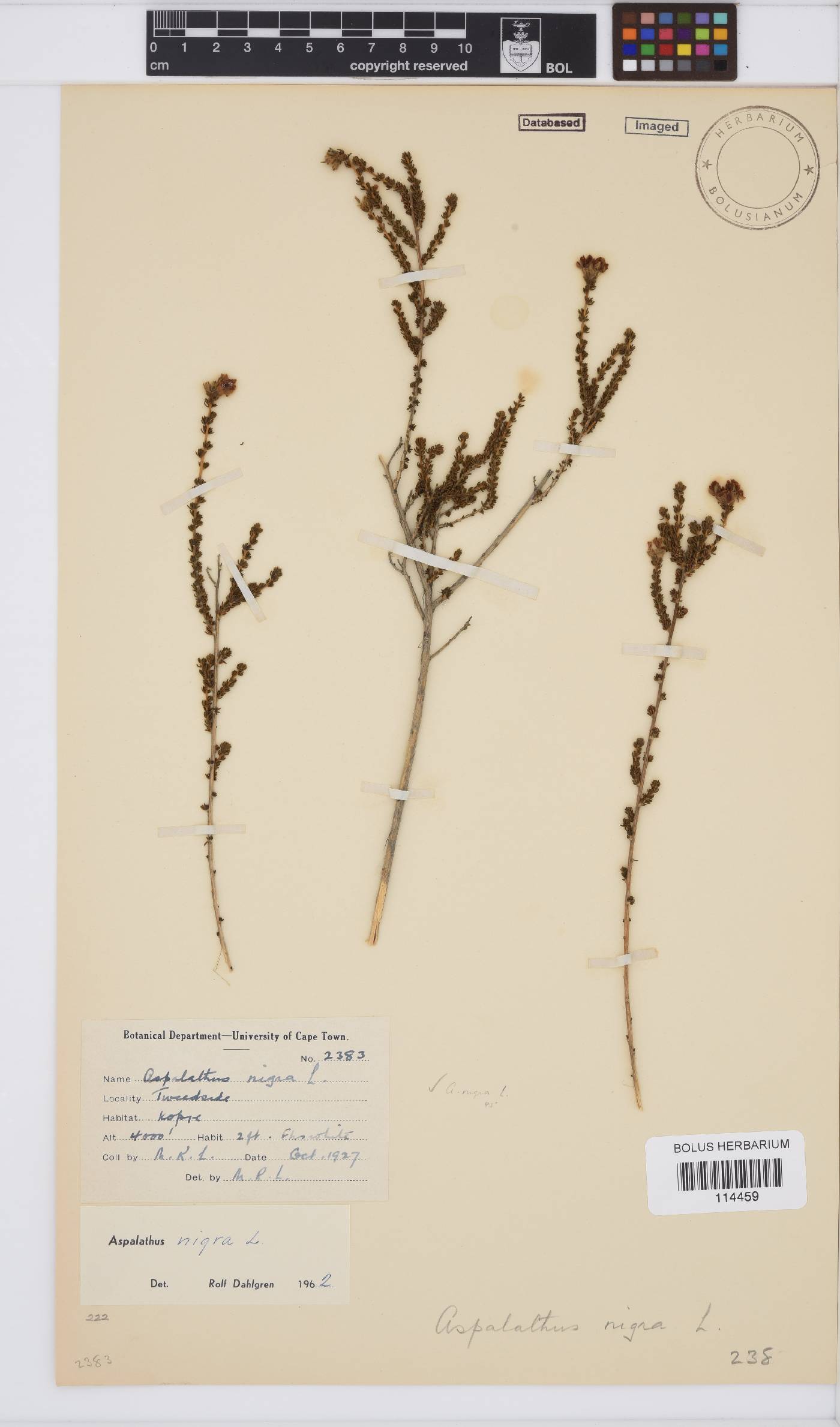 Aspalathus nigra image