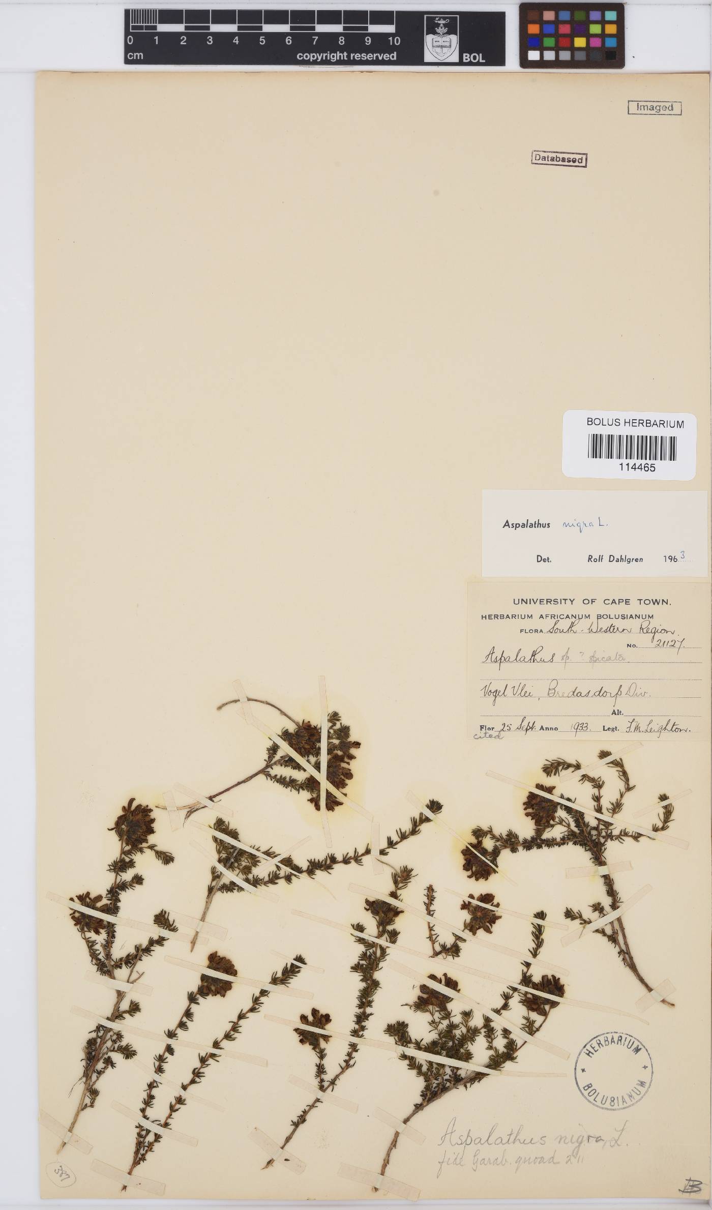 Aspalathus nigra image