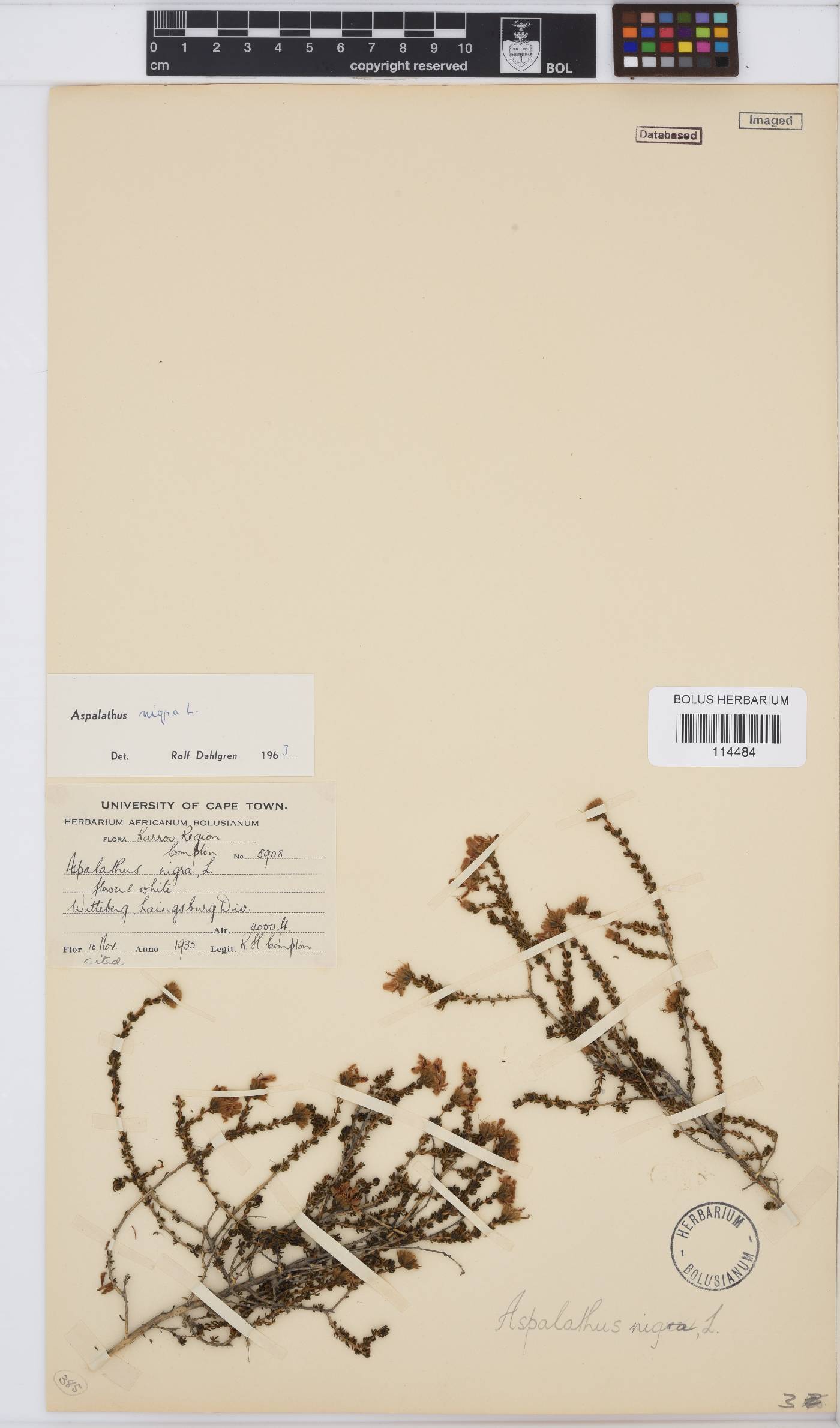 Aspalathus nigra image