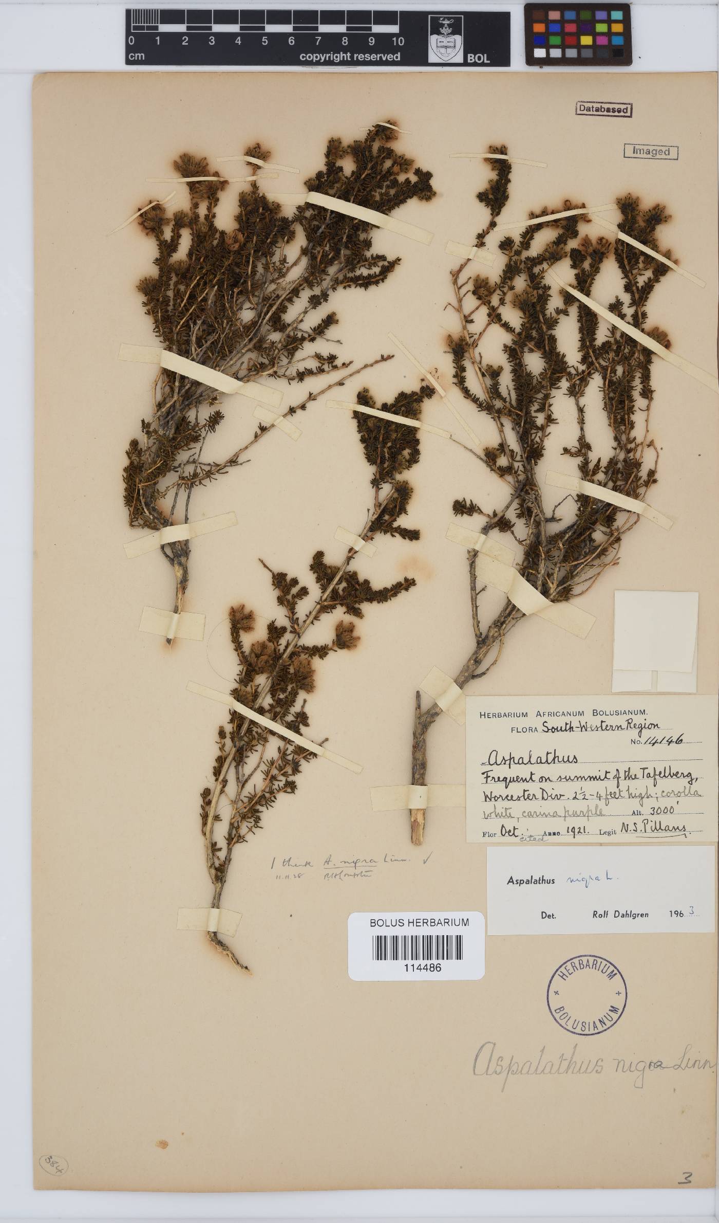 Aspalathus nigra image