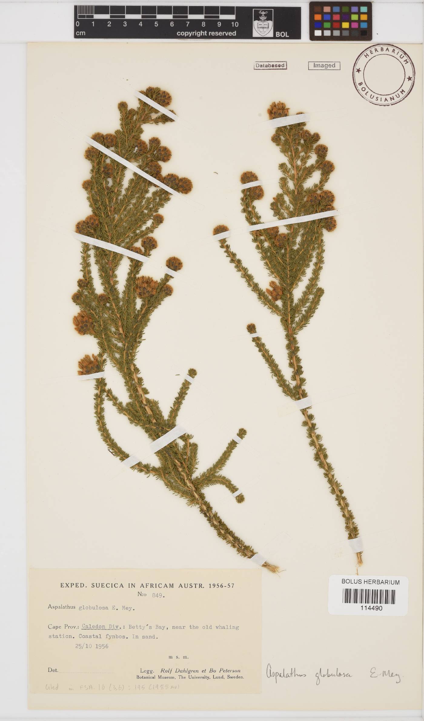 Aspalathus nigra image