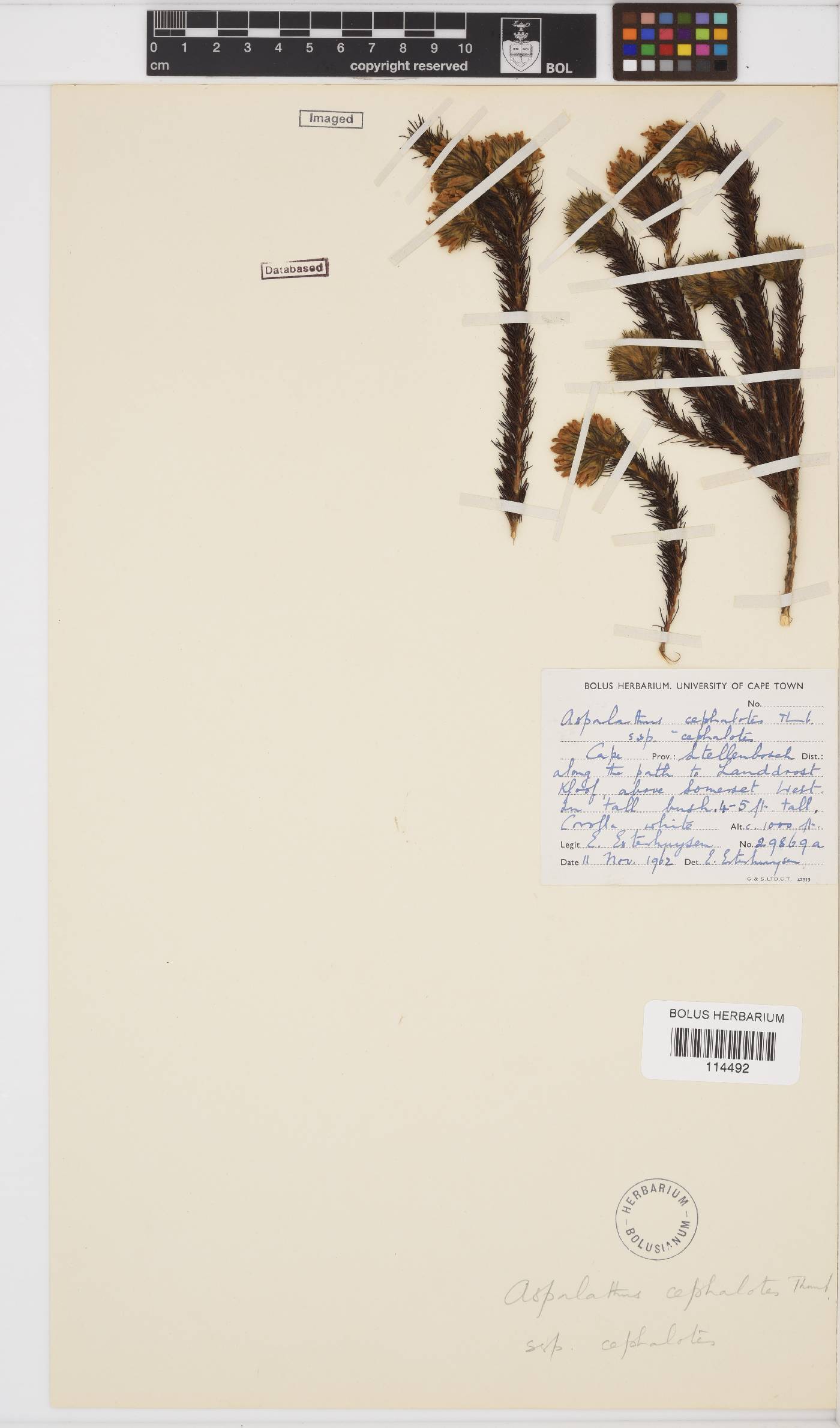 Aspalathus cephalotes subsp. cephalotes image
