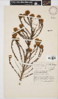 Aspalathus cephalotes subsp. cephalotes image
