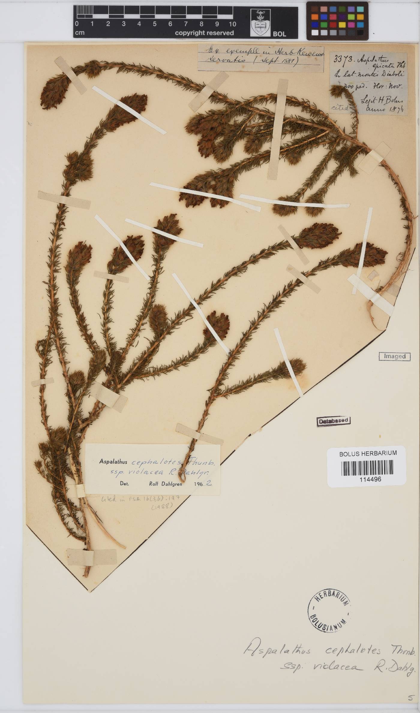 Aspalathus cephalotes image