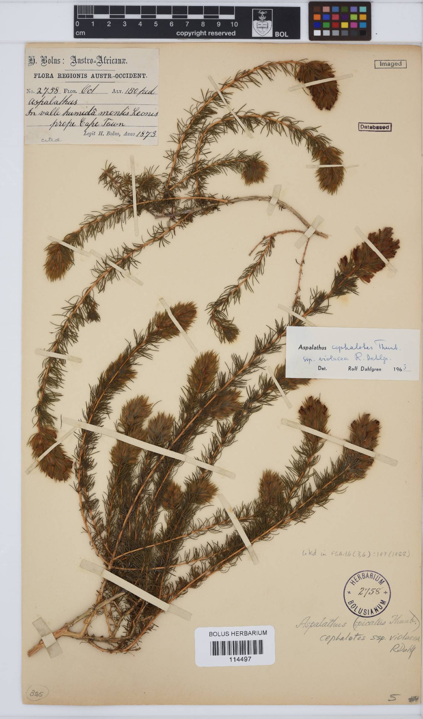 Aspalathus cephalotes image