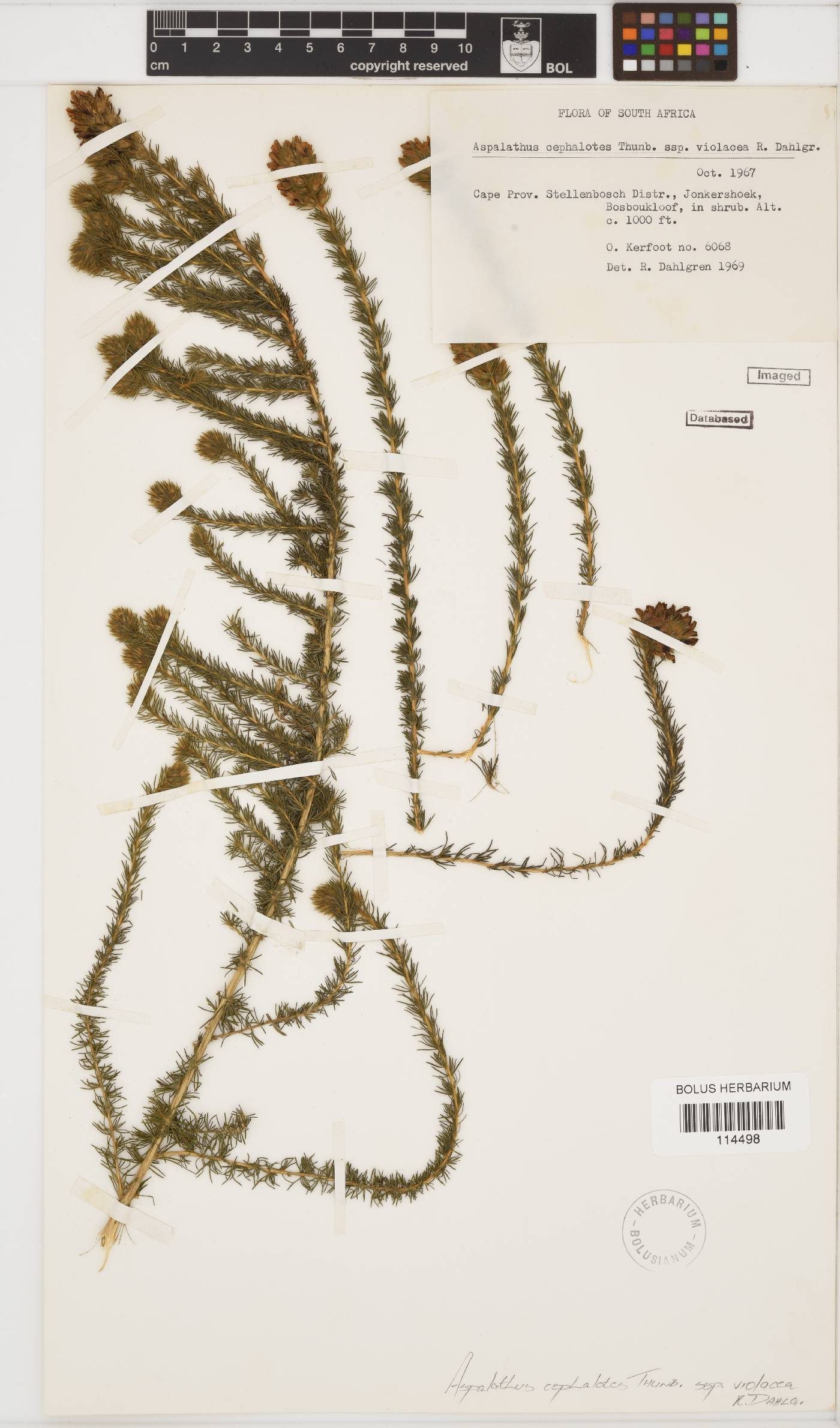 Aspalathus cephalotes image