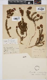 Aspalathus cephalotes subsp. violacea image