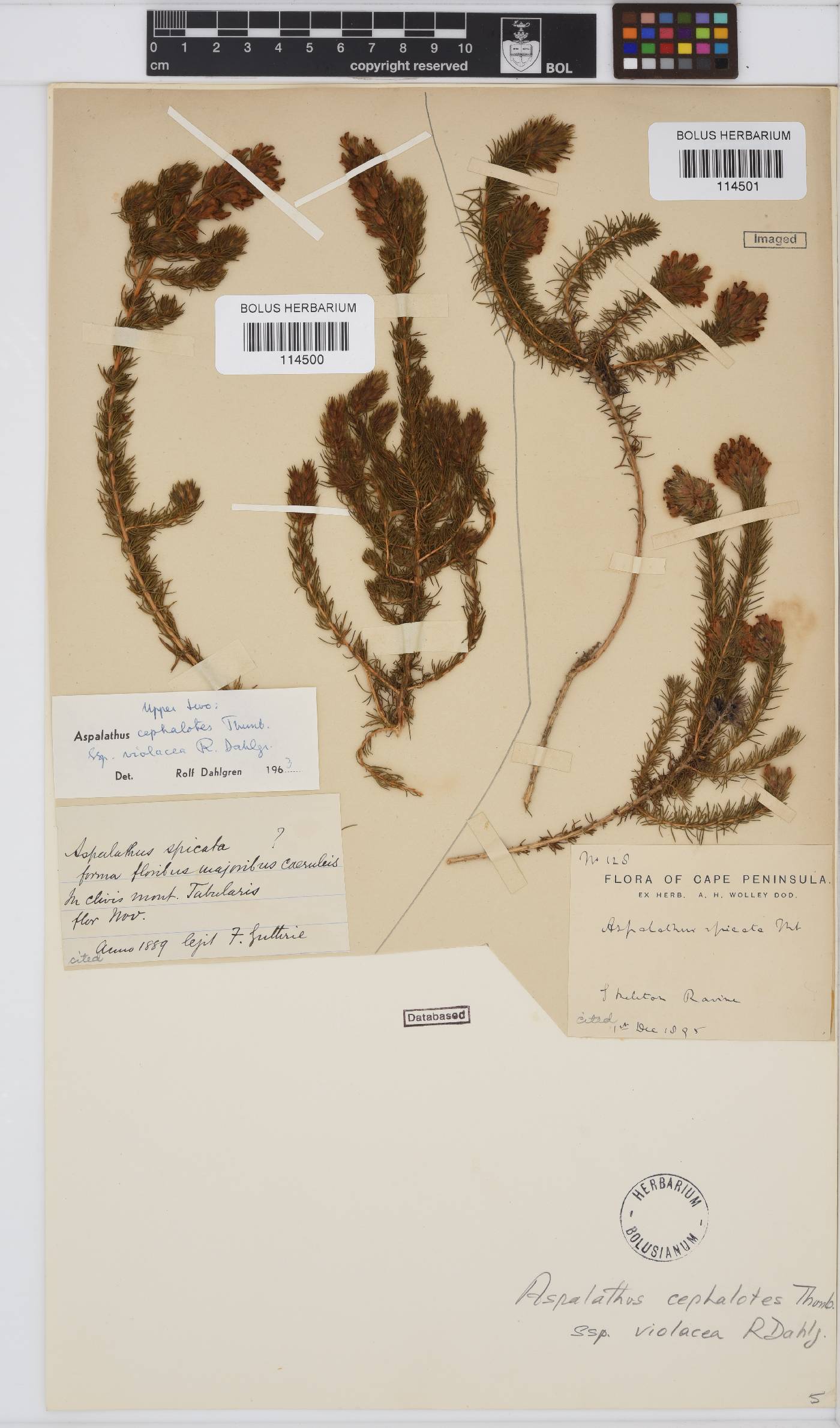 Aspalathus cephalotes image