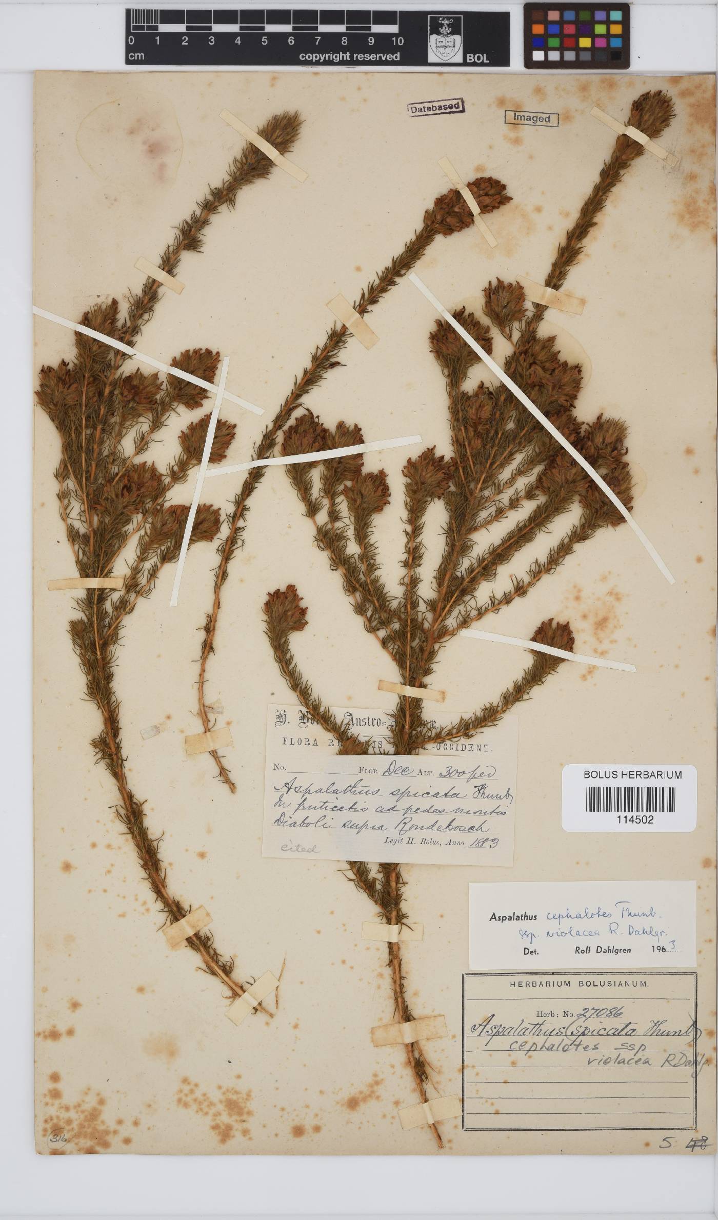Aspalathus cephalotes image