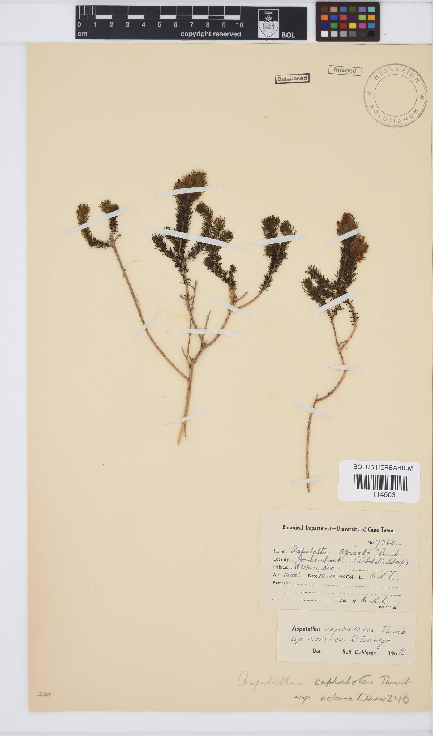 Aspalathus cephalotes image