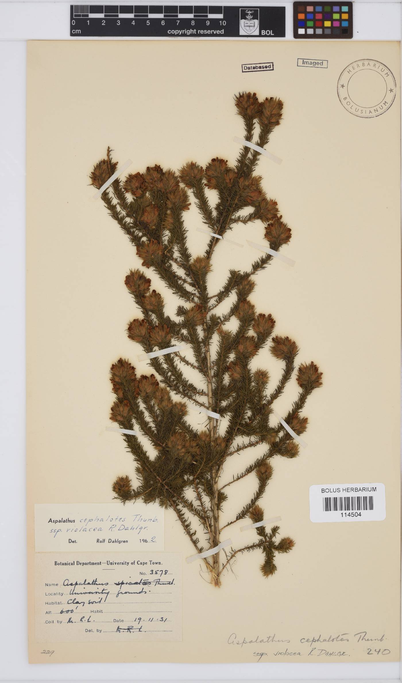 Aspalathus cephalotes subsp. violacea image