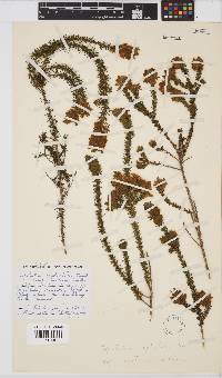 Aspalathus cephalotes subsp. violacea image