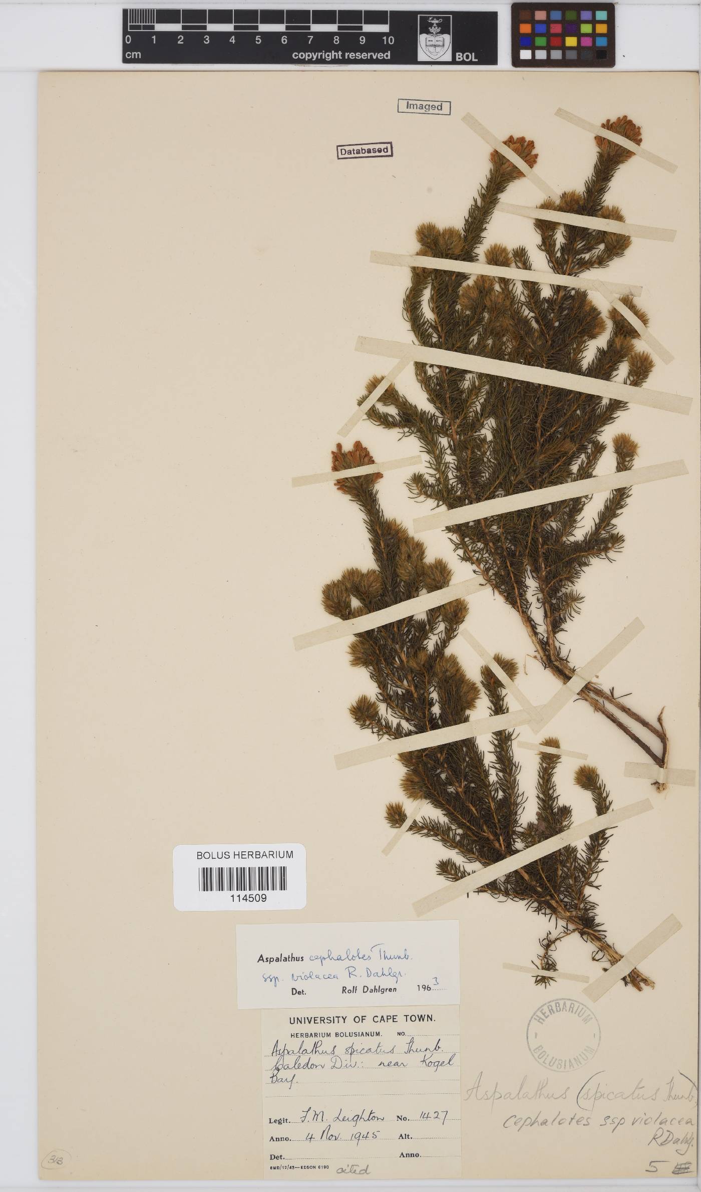 Aspalathus cephalotes subsp. violacea image