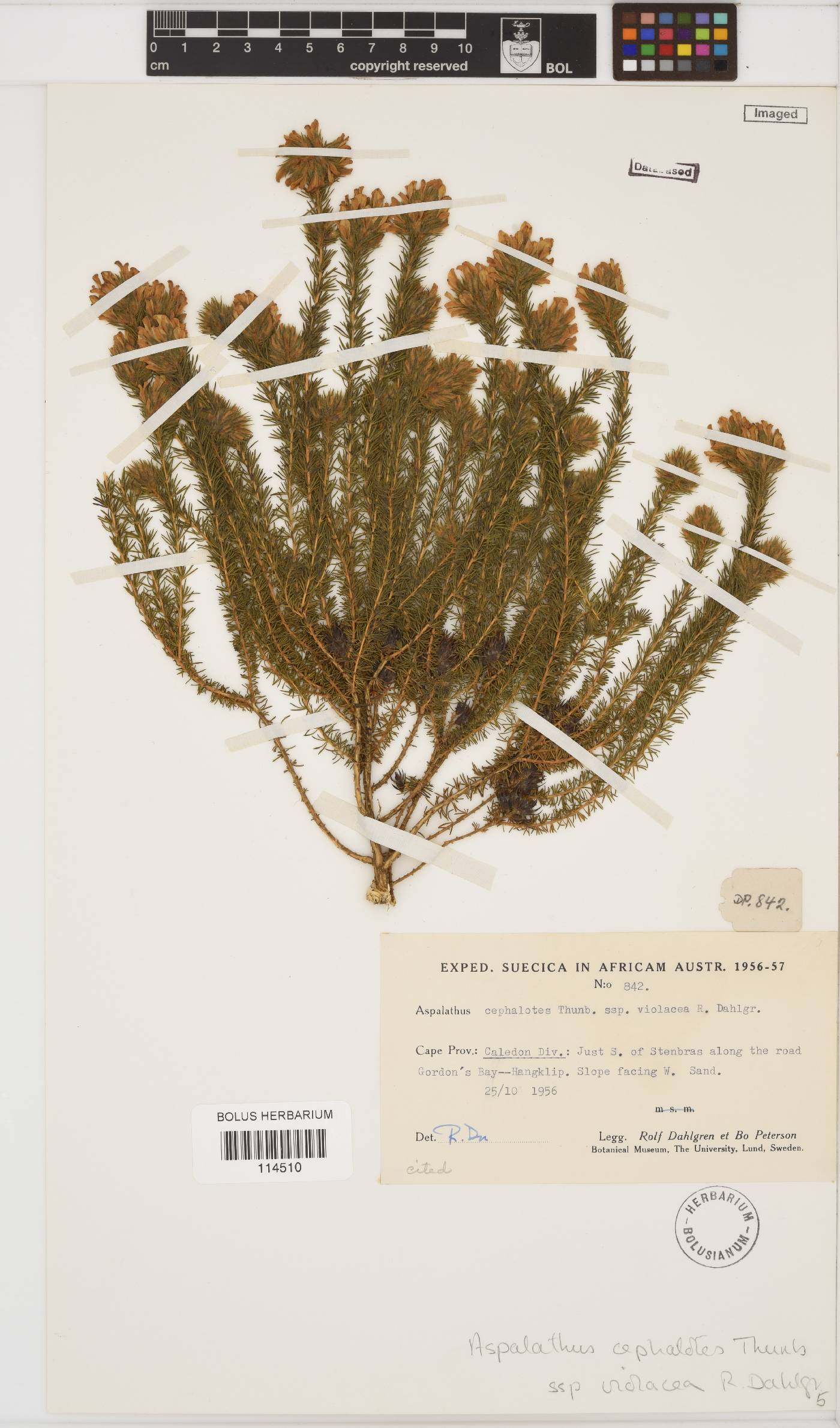 Aspalathus cephalotes subsp. violacea image