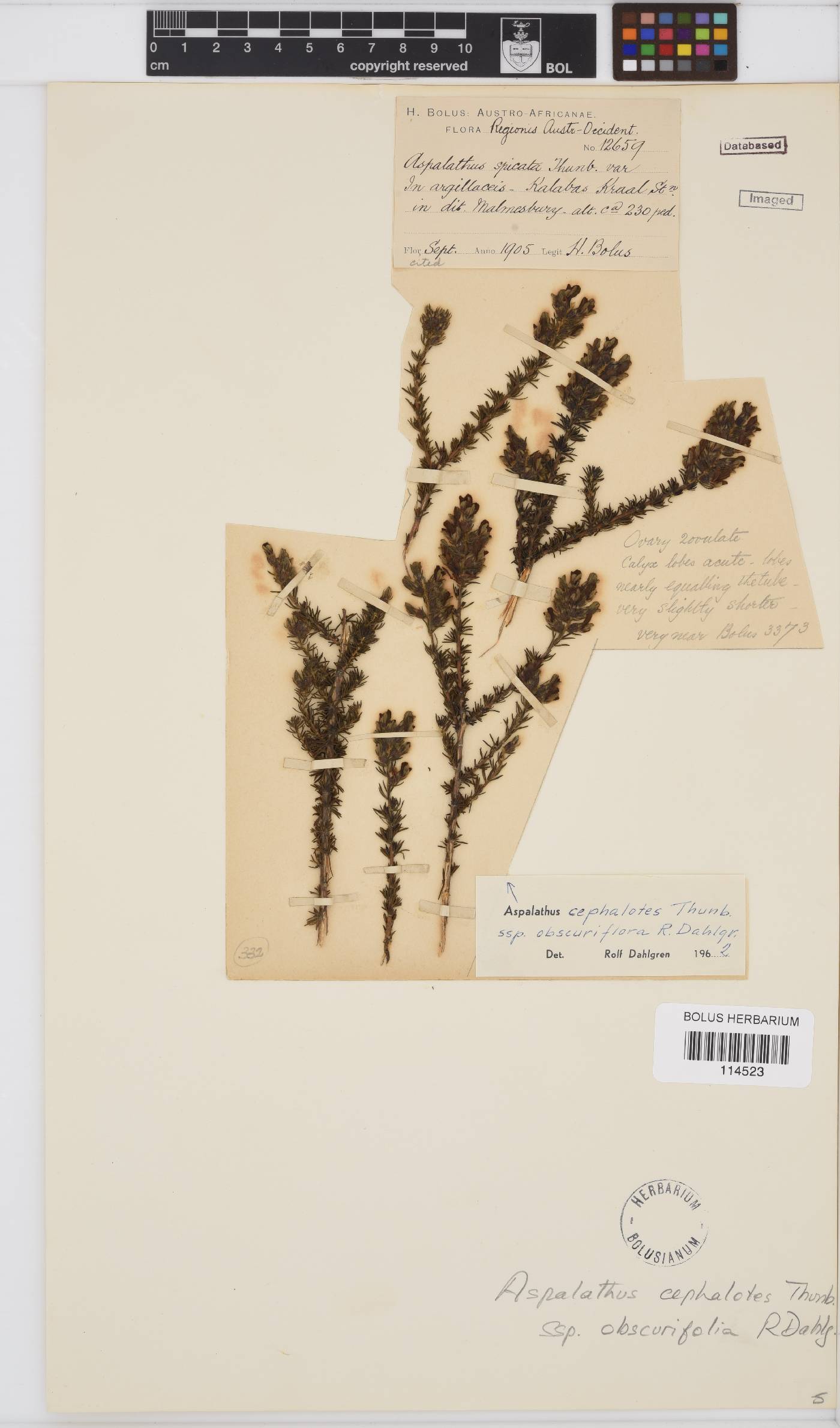 Aspalathus cephalotes image