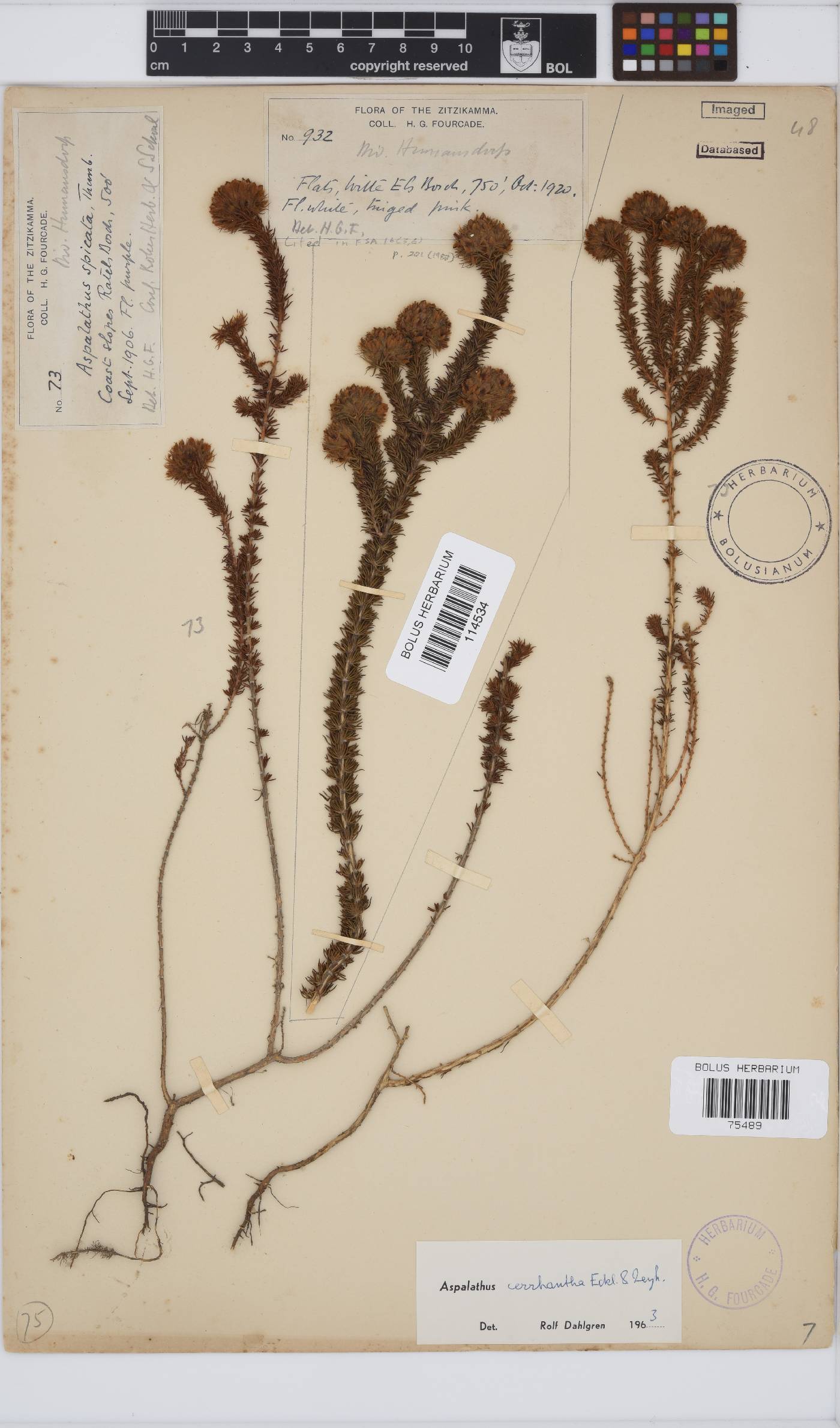 Aspalathus cerrhantha image