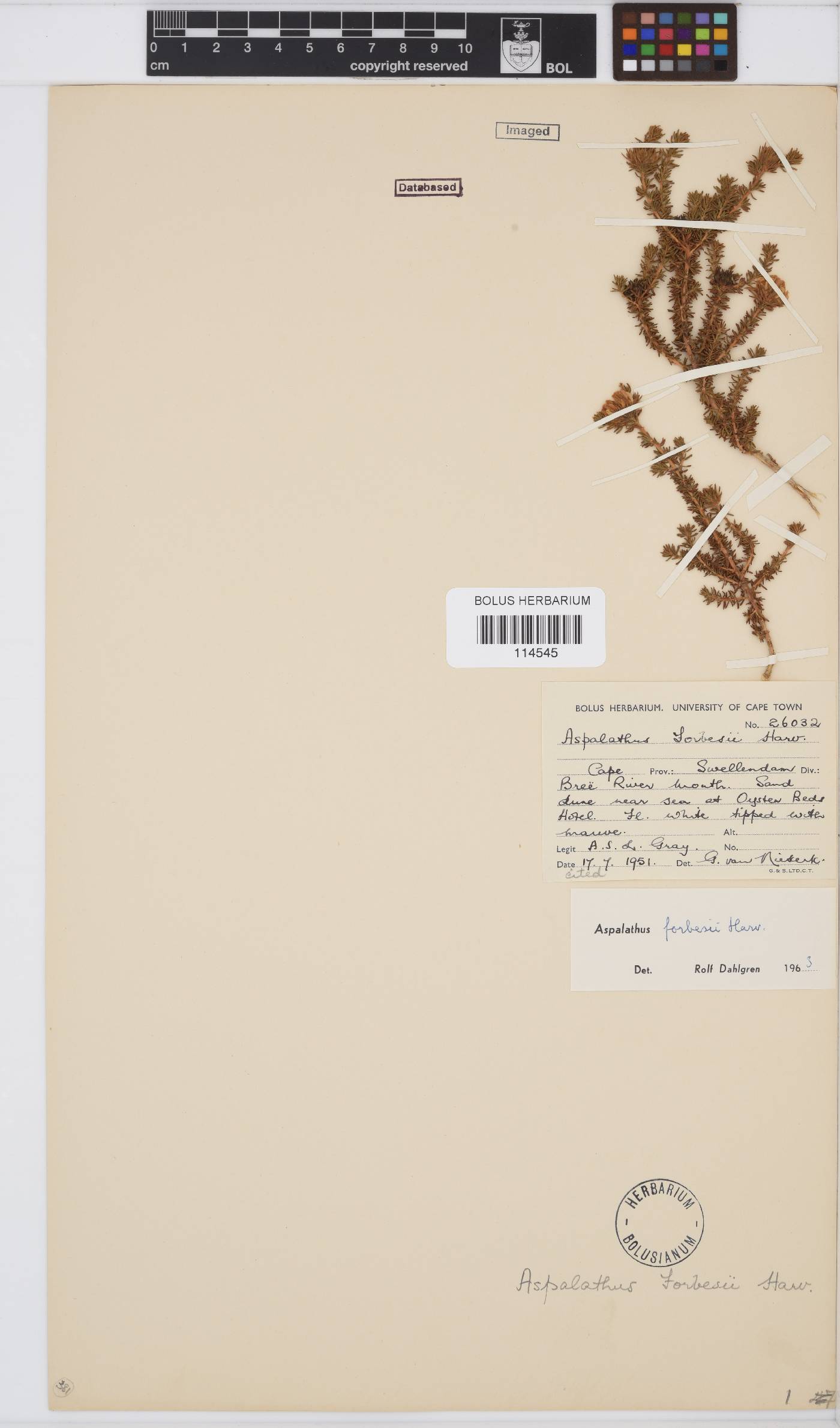 Aspalathus forbesii image