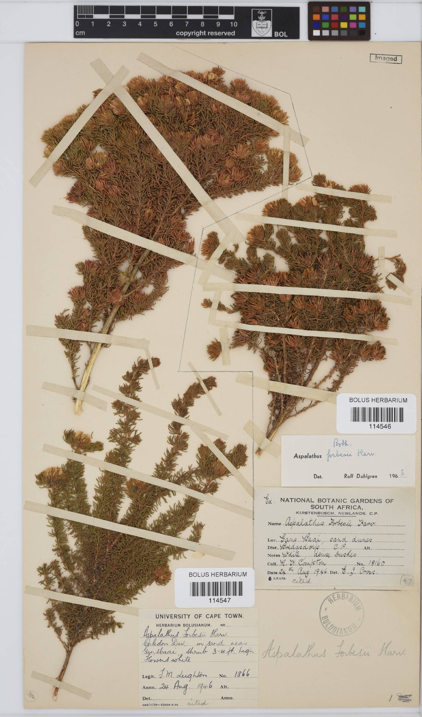 Aspalathus forbesii image