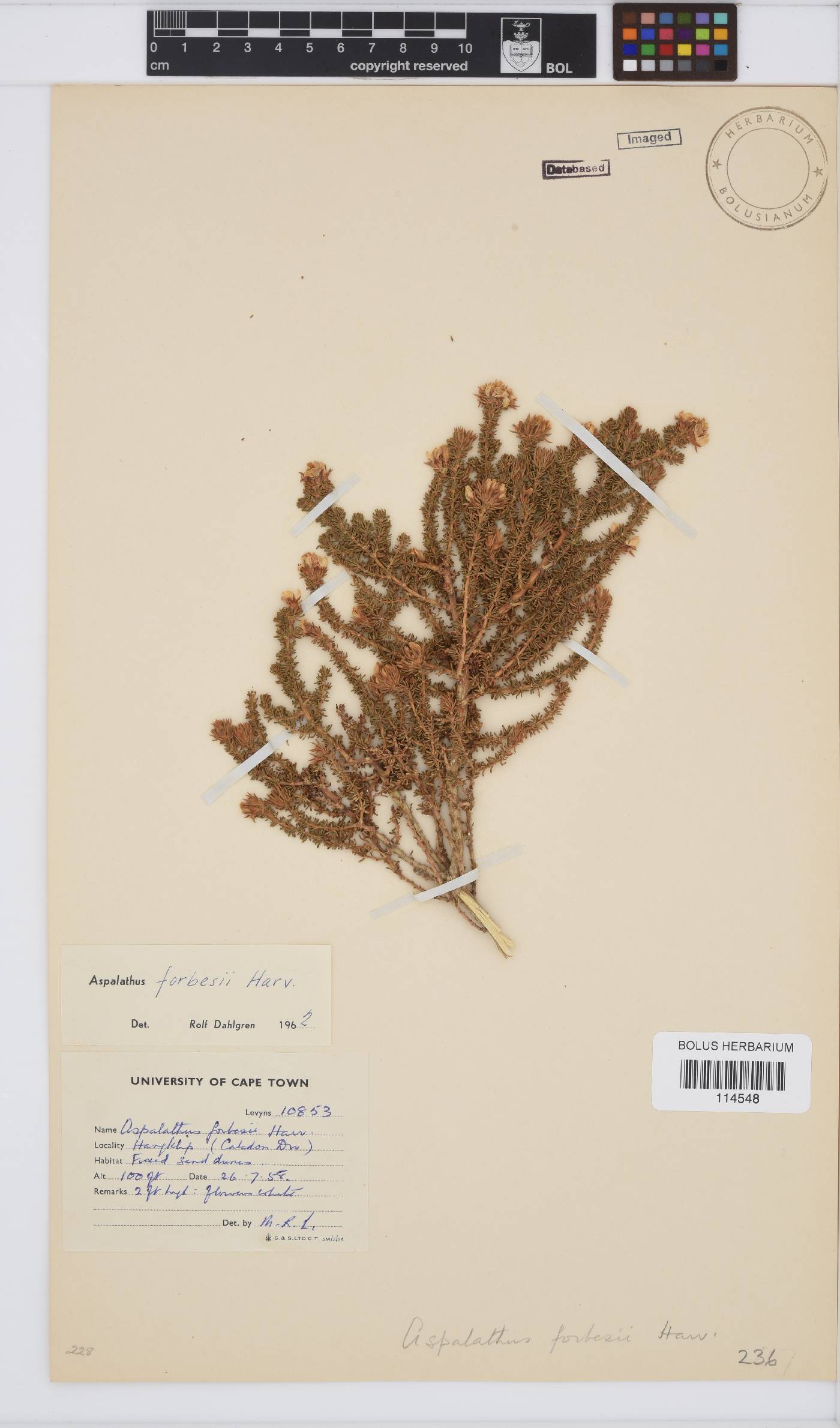 Aspalathus forbesii image