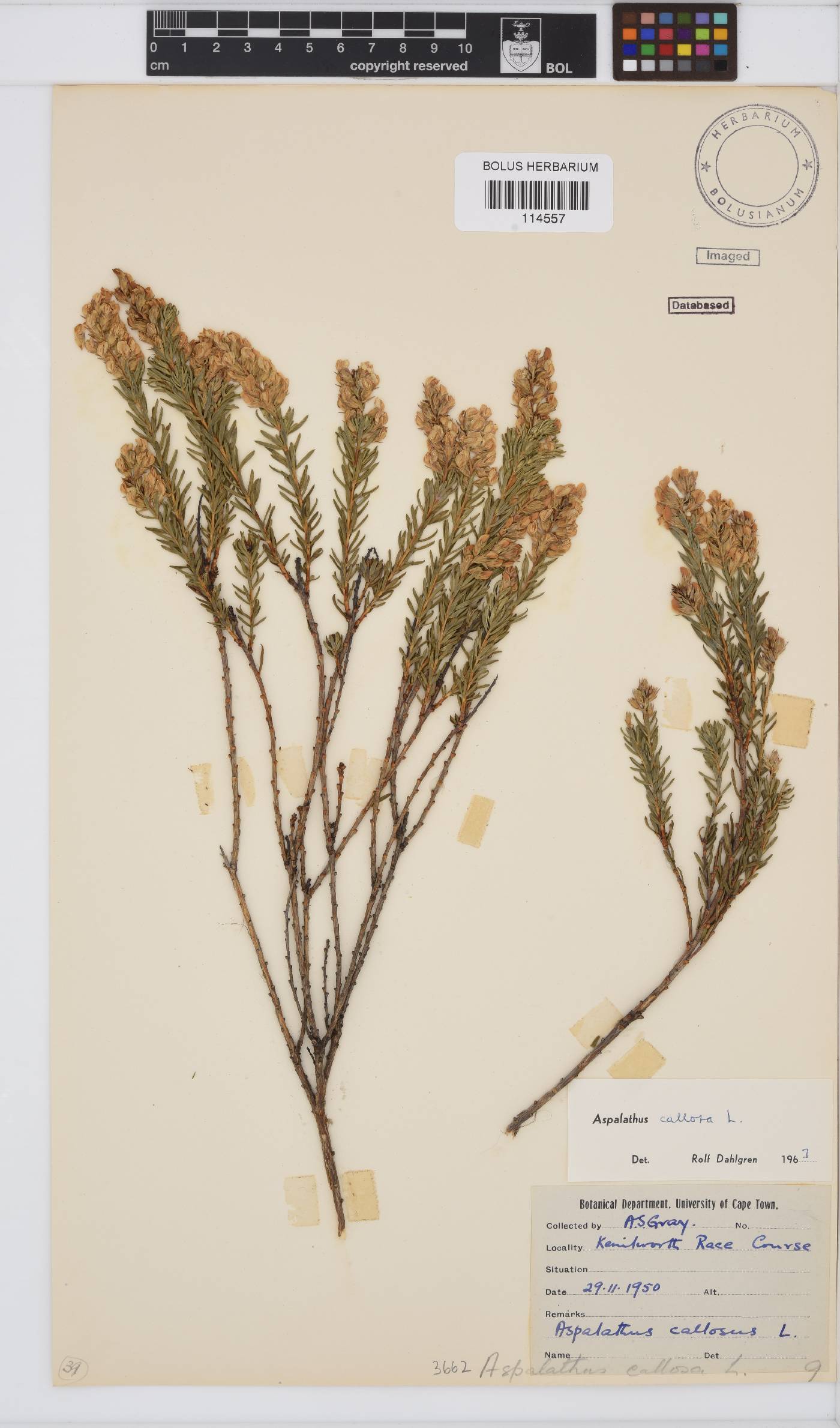 Aspalathus callosa image