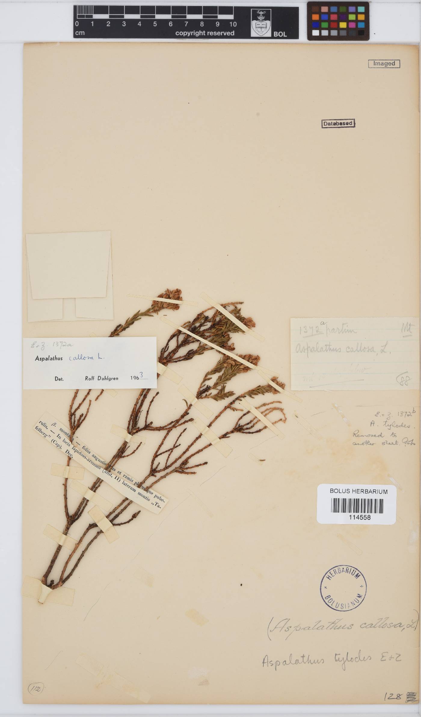 Aspalathus callosa image