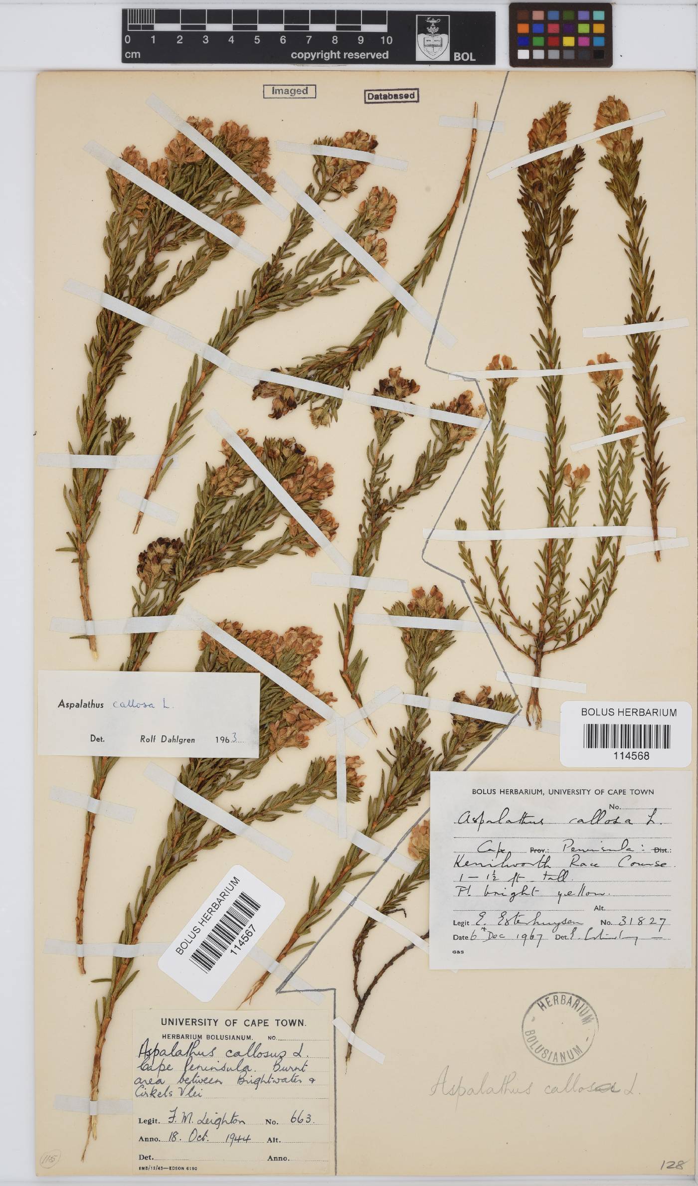 Aspalathus callosa image