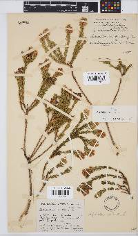 Aspalathus callosa image