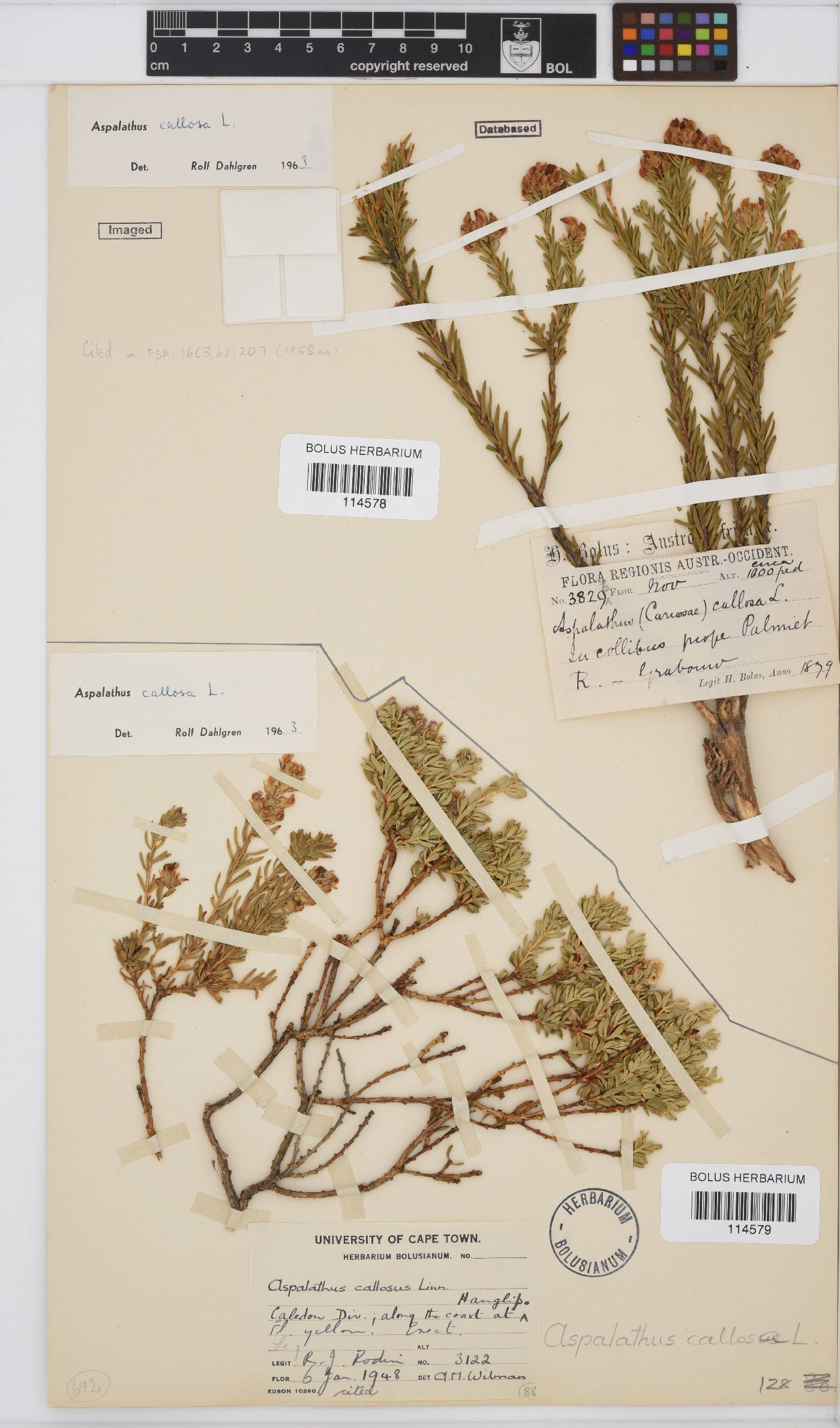 Aspalathus callosa image