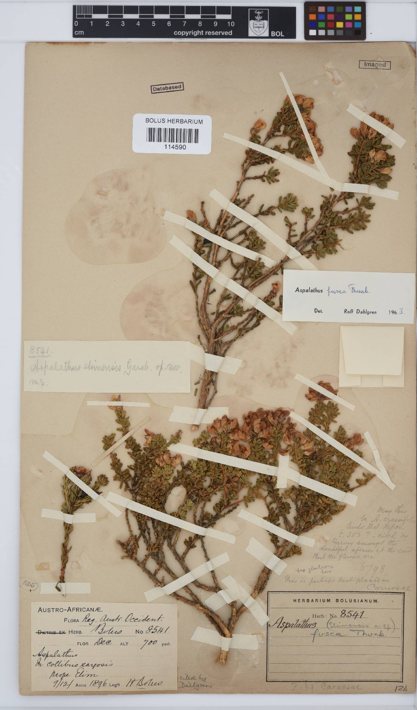 Aspalathus fusca image