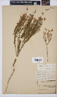 Image of Aspalathus variegata
