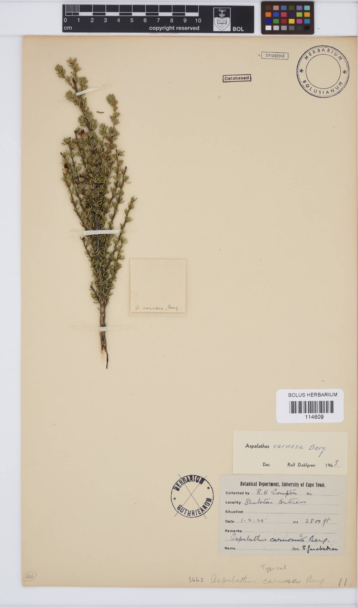 Aspalathus image
