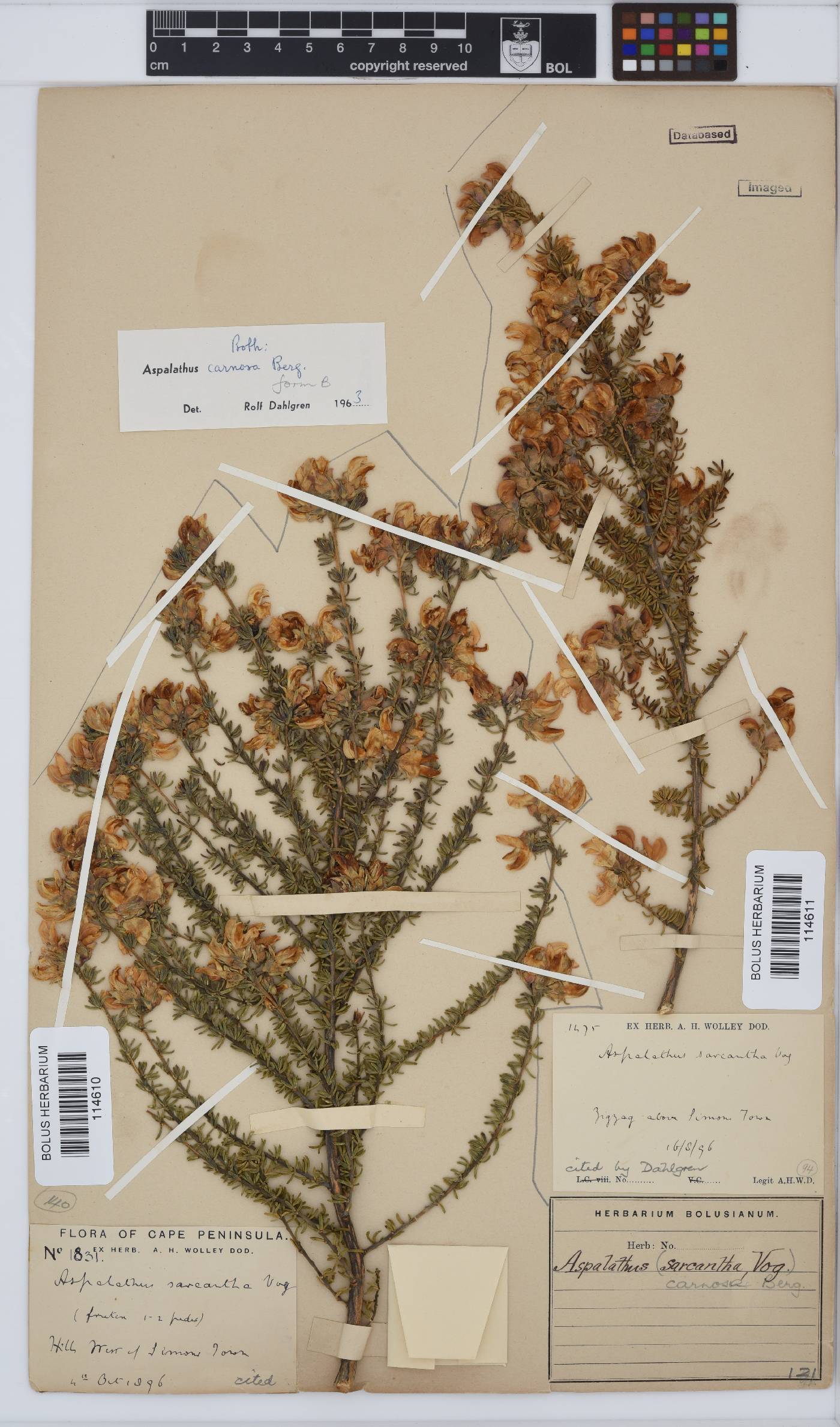 Aspalathus carnosa image