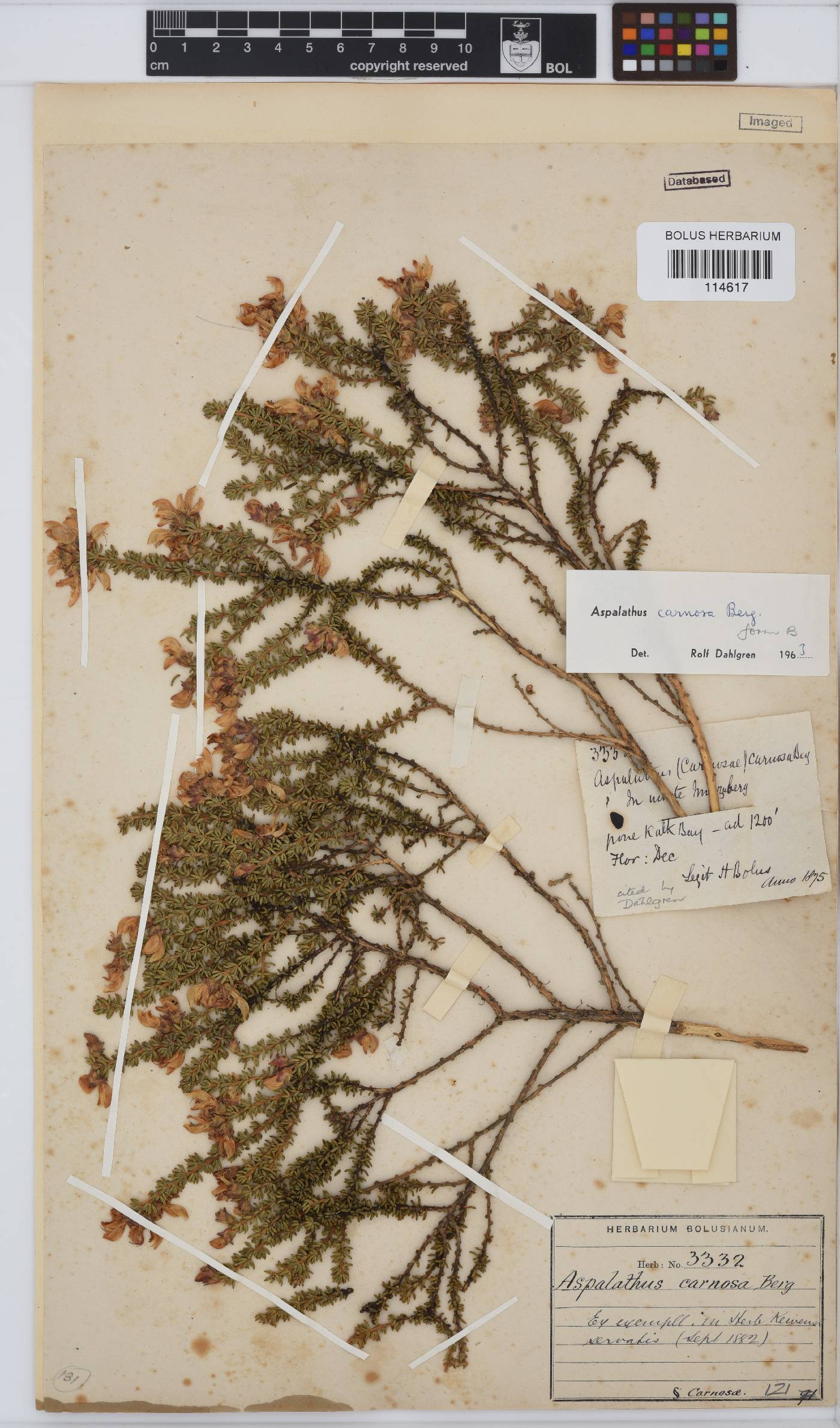 Aspalathus carnosa image