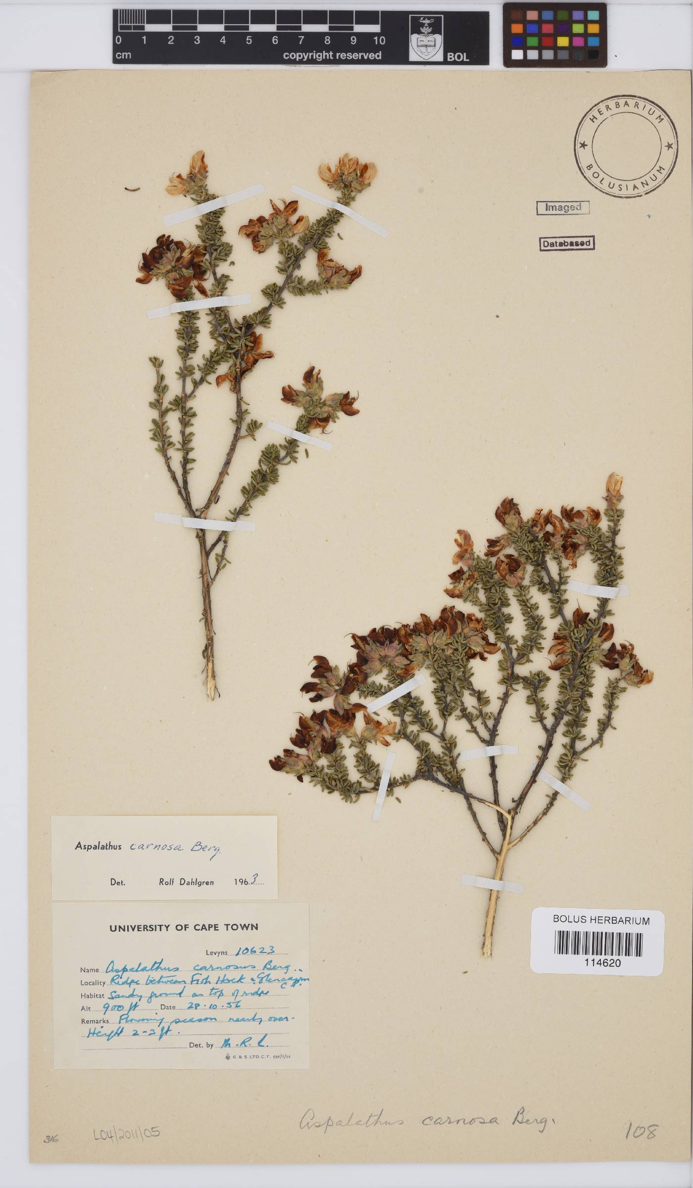 Aspalathus carnosa image
