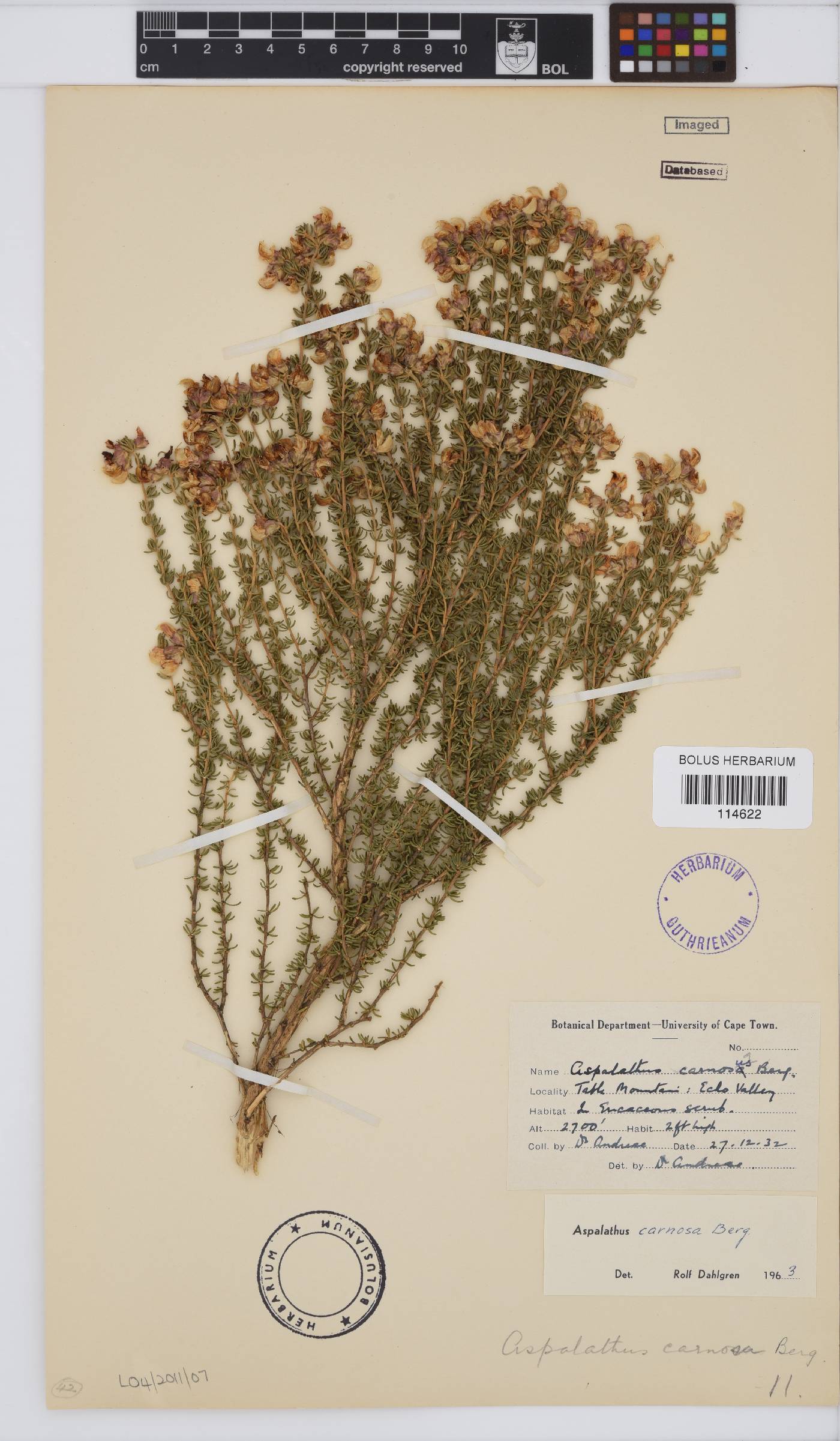 Aspalathus carnosa image