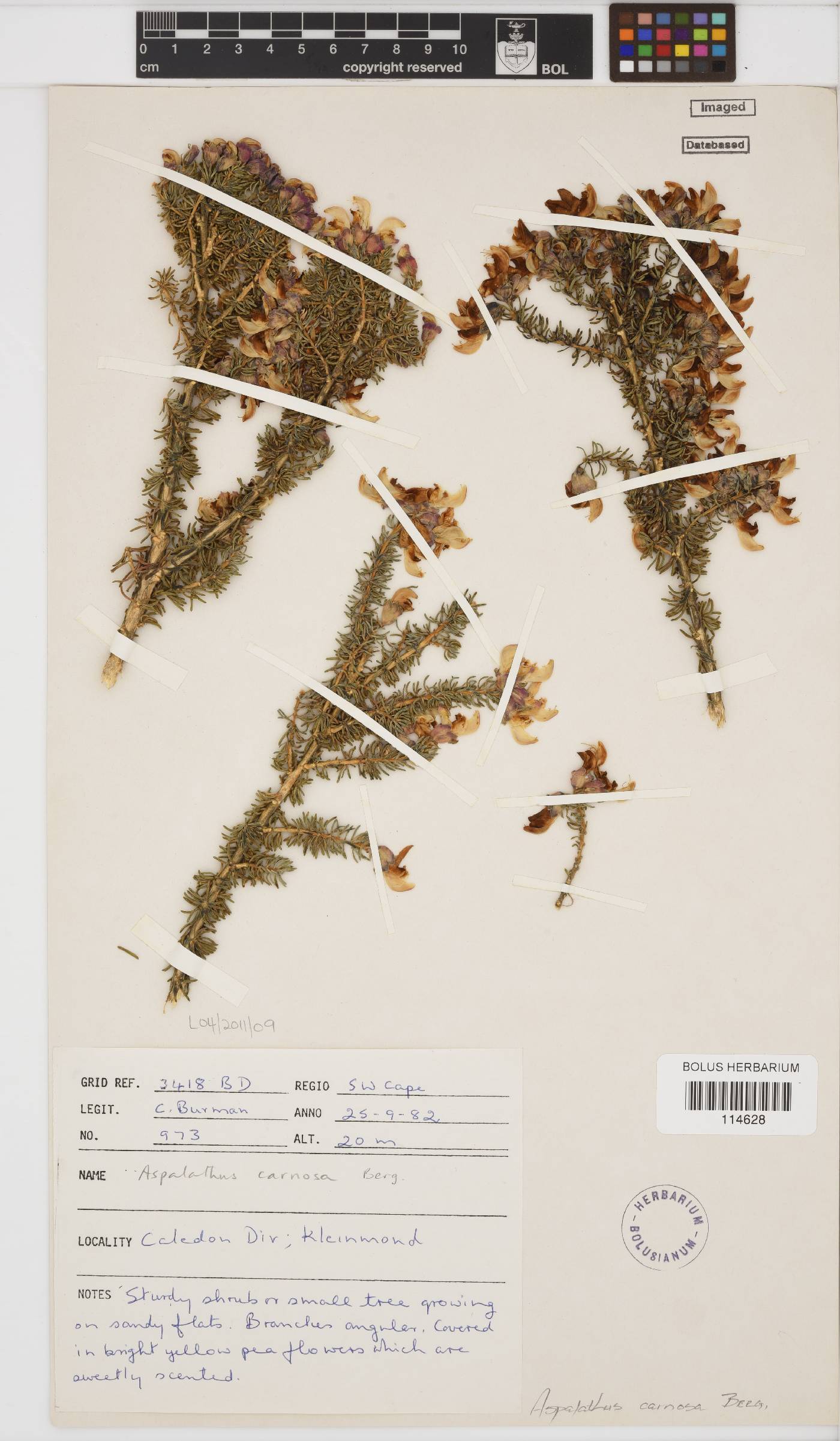 Aspalathus carnosa image