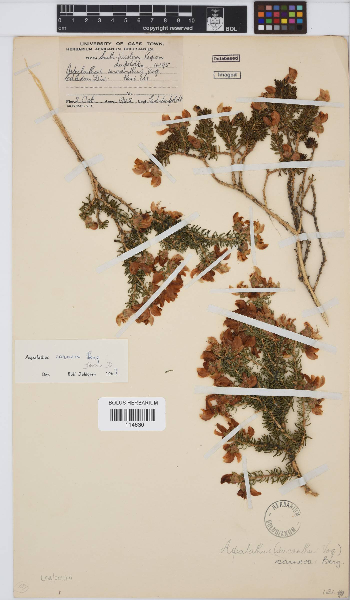 Aspalathus carnosa image