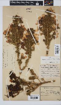 Aspalathus capensis image