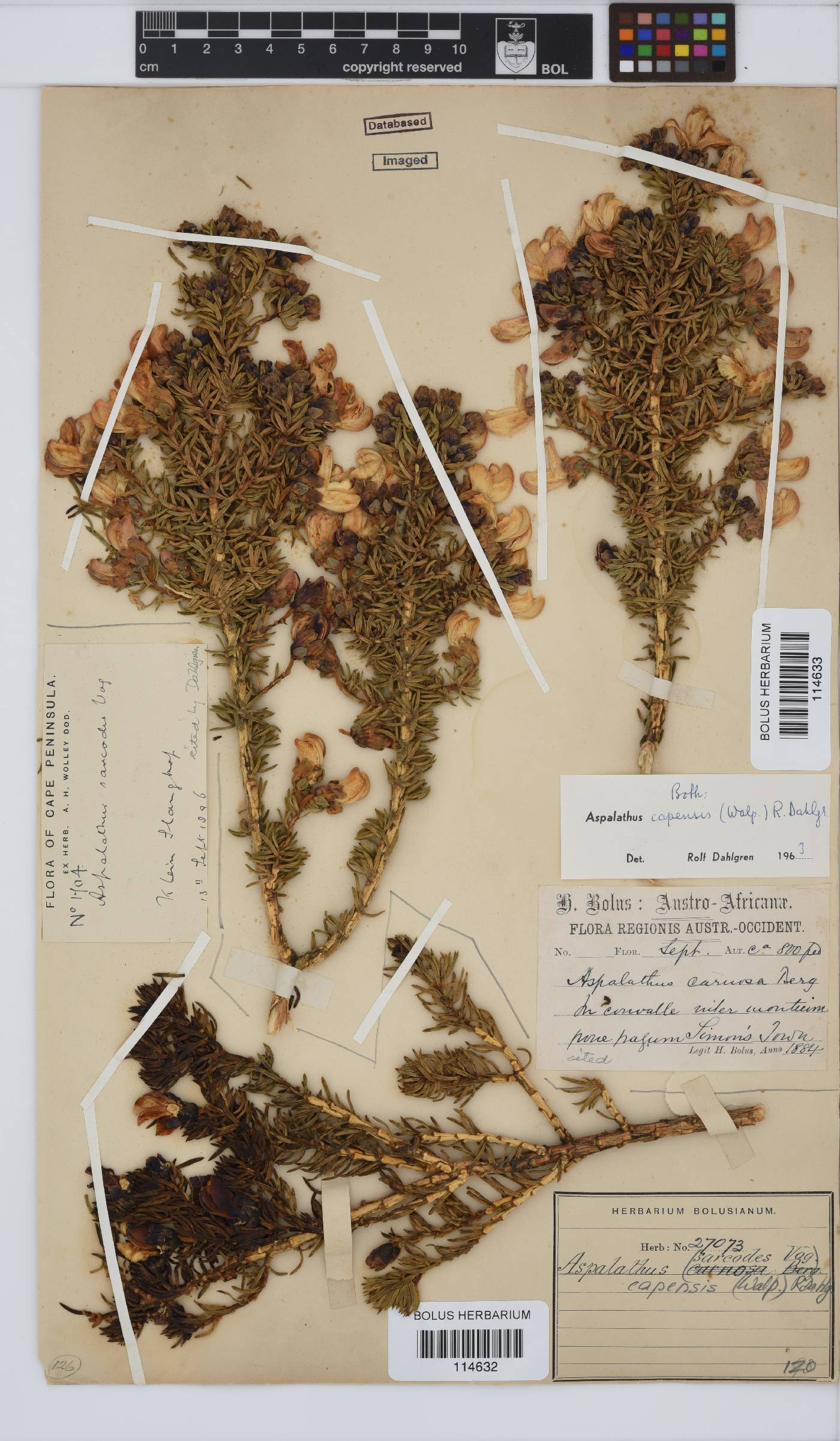 Aspalathus capensis image