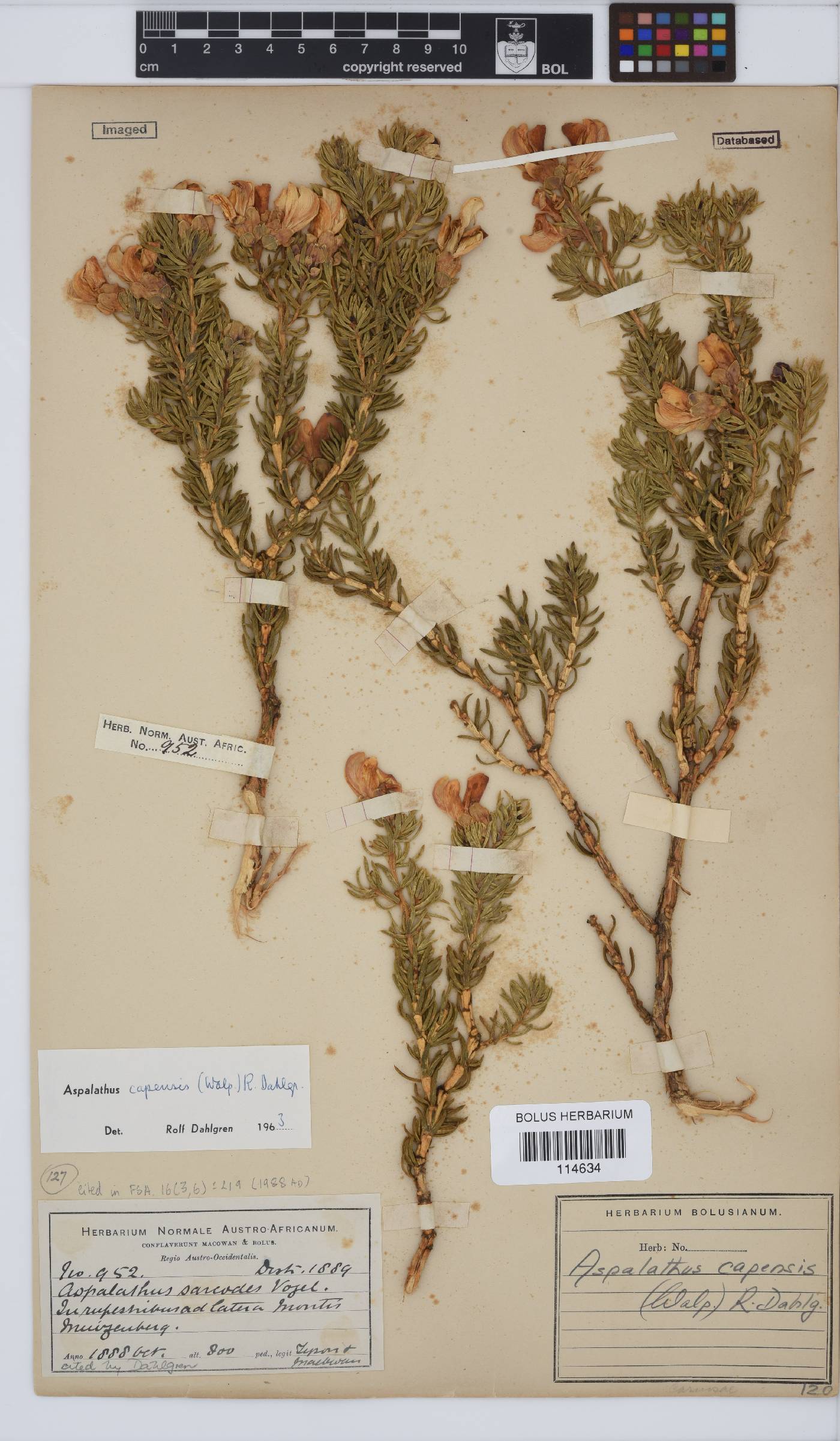 Aspalathus capensis image