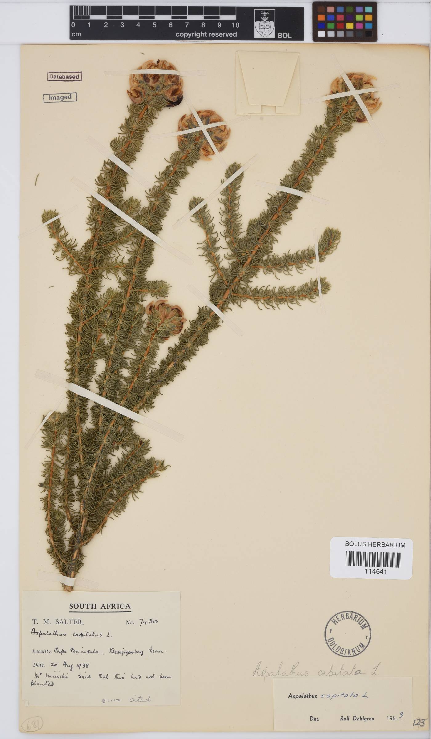 Aspalathus capitata image