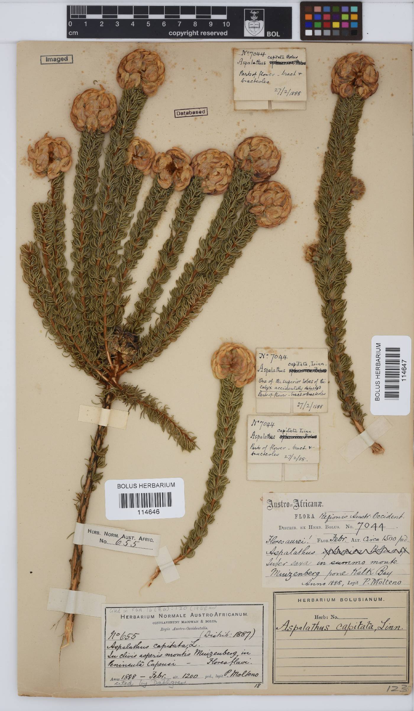 Aspalathus capitata image