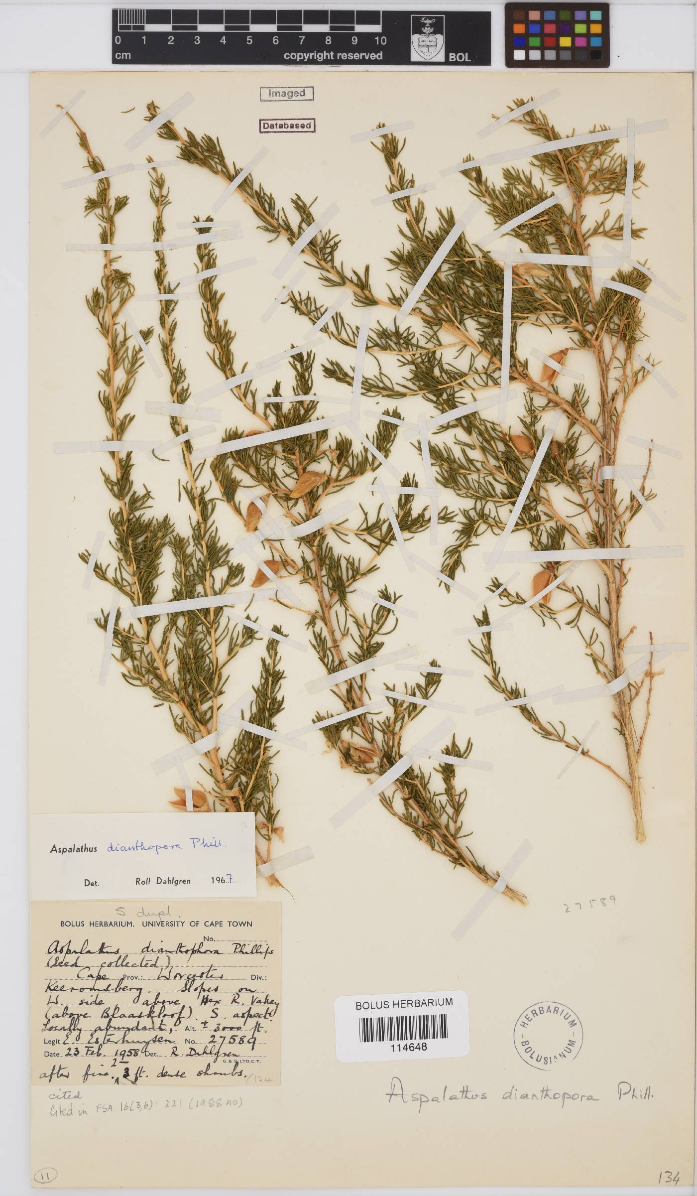 Aspalathus dianthopora image